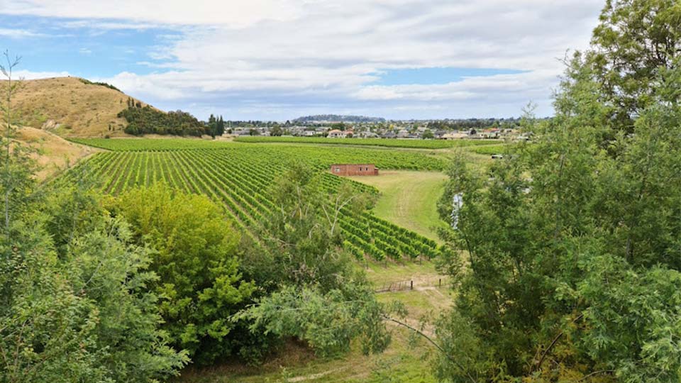 A vineyard with a town in the distance behind it