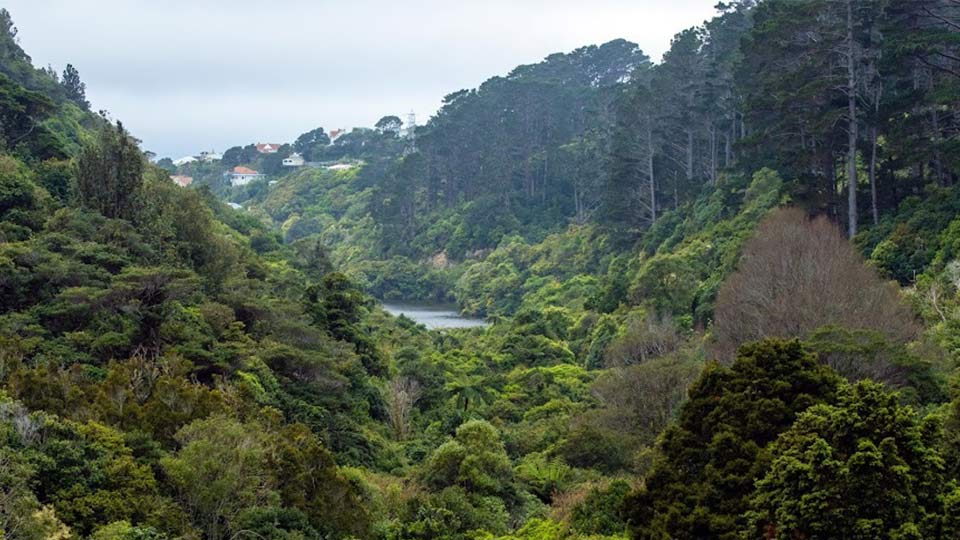 A valley filled with green trees and flora