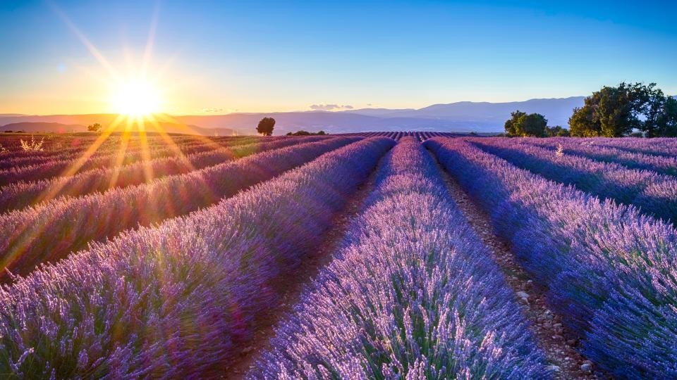 Alpine Lavender Fields